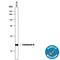 Calcineurin subunit B type 1 antibody, AF1348, R&D Systems, Western Blot image 