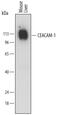 Carcinoembryonic Antigen Related Cell Adhesion Molecule 1 antibody, MAB6480, R&D Systems, Western Blot image 