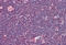 Interleukin 31 antibody, MBS240345, MyBioSource, Immunohistochemistry frozen image 