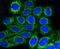 Translocase Of Outer Mitochondrial Membrane 20 antibody, NBP2-67501, Novus Biologicals, Immunofluorescence image 