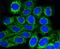 Mitochondrial import receptor subunit TOM20 homolog antibody, NBP2-67501, Novus Biologicals, Immunofluorescence image 