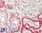 Metaxin 1 antibody, LS-B14908, Lifespan Biosciences, Immunohistochemistry paraffin image 