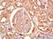 Glycerol Kinase antibody, orb5360, Biorbyt, Immunohistochemistry paraffin image 
