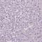 Solute Carrier Family 51 Beta Subunit antibody, HPA008533, Atlas Antibodies, Immunohistochemistry paraffin image 