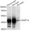 Creatine Kinase, Mitochondrial 1B antibody, A5233, ABclonal Technology, Western Blot image 