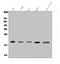 Glutaredoxin 2 antibody, A05331, Boster Biological Technology, Western Blot image 