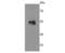 Ribosomal Oxygenase 2 antibody, A32122-2, Boster Biological Technology, Western Blot image 