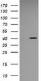 p38 MAPK antibody, LS-C337996, Lifespan Biosciences, Western Blot image 