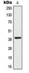 Interferon-inducible protein AIM2 antibody, LS-C354127, Lifespan Biosciences, Western Blot image 