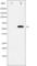 SRY-Box 9 antibody, abx011549, Abbexa, Western Blot image 