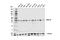 Serine And Arginine Rich Splicing Factor 10 antibody, 42267S, Cell Signaling Technology, Western Blot image 