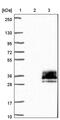 Tetraspanin 15 antibody, PA5-60790, Invitrogen Antibodies, Western Blot image 
