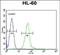 Gamma-Glutamyl Hydrolase antibody, PA5-71498, Invitrogen Antibodies, Flow Cytometry image 