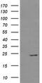 RAB37, Member RAS Oncogene Family antibody, TA505313AM, Origene, Western Blot image 