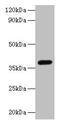 Leucine Rich Alpha-2-Glycoprotein 1 antibody, CSB-PA11059A0Rb, Cusabio, Western Blot image 