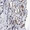 NFKB Inhibitor Alpha antibody, MAB4299, R&D Systems, Immunohistochemistry frozen image 