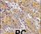 Myosin IC antibody, PA5-13384, Invitrogen Antibodies, Immunohistochemistry frozen image 