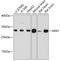 MAX Interactor 1, Dimerization Protein antibody, GTX66087, GeneTex, Western Blot image 