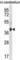 AKT Interacting Protein antibody, abx030975, Abbexa, Western Blot image 