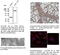 Cathepsin D antibody, AB0043-200, SICGEN, Electron Microscopy image 