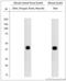 C-X-C Motif Chemokine Receptor 2 antibody, LS-C829495, Lifespan Biosciences, Western Blot image 