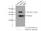 Heme Oxygenase 2 antibody, 14817-1-AP, Proteintech Group, Immunoprecipitation image 