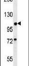 BUB1 Mitotic Checkpoint Serine/Threonine Kinase antibody, PA5-25353, Invitrogen Antibodies, Western Blot image 