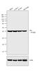 BCL2 Interacting Protein 3 Like antibody, 39-3300, Invitrogen Antibodies, Western Blot image 