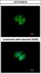 AHSA1 antibody, GTX102312, GeneTex, Immunofluorescence image 