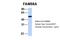 Family With Sequence Similarity 98 Member A antibody, 26-988, ProSci, Western Blot image 