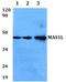 MAS1 Proto-Oncogene Like, G Protein-Coupled Receptor antibody, PA5-75755, Invitrogen Antibodies, Western Blot image 