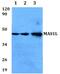 Mas-related G-protein coupled receptor MRG antibody, PA5-75755, Invitrogen Antibodies, Western Blot image 