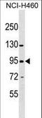 Zinc Finger Protein 484 antibody, LS-C157459, Lifespan Biosciences, Western Blot image 