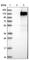 Family With Sequence Similarity 184 Member A antibody, HPA034571, Atlas Antibodies, Western Blot image 