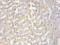 Alpha-1-Microglobulin/Bikunin Precursor antibody, LS-C212303, Lifespan Biosciences, Immunocytochemistry image 