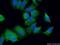 ADAM Like Decysin 1 antibody, 17899-1-AP, Proteintech Group, Immunofluorescence image 