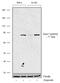 RAD17 Checkpoint Clamp Loader Component antibody, 711120, Invitrogen Antibodies, Western Blot image 