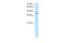 Actin Related Protein 2 antibody, 30-135, ProSci, Western Blot image 