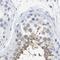 Radial Spoke Head Component 1 antibody, PA5-53601, Invitrogen Antibodies, Immunohistochemistry frozen image 