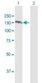 TBC1 Domain Family Member 1 antibody, H00023216-B02P, Novus Biologicals, Western Blot image 