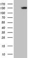 Laminin subunit beta-3 antibody, NBP2-45598, Novus Biologicals, Western Blot image 