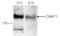 DNA Methyltransferase 1 antibody, TA347111, Origene, Western Blot image 
