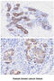 Peptidylprolyl Isomerase F antibody, MBS200138, MyBioSource, Immunohistochemistry frozen image 