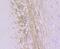 Internexin Neuronal Intermediate Filament Protein Alpha antibody, NBP2-75407, Novus Biologicals, Immunohistochemistry paraffin image 