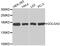 Golgin A3 antibody, MBS128963, MyBioSource, Western Blot image 