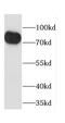 Calpain 11 antibody, FNab01212, FineTest, Western Blot image 