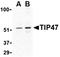 Perilipin 3 antibody, orb74745, Biorbyt, Western Blot image 