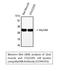 MYD88 Innate Immune Signal Transduction Adaptor antibody, STJ94293, St John