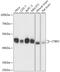 C-Terminal Binding Protein 2 antibody, 16-766, ProSci, Western Blot image 