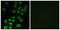 ADP Ribosylation Factor GTPase Activating Protein 1 antibody, LS-C198641, Lifespan Biosciences, Immunofluorescence image 